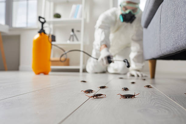 Post-Treatment Bed Bug Interceptor Monitoring in Hicksville